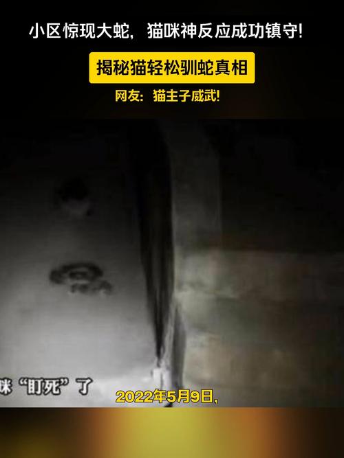 新澳门今晚开奖结果开奖号码查询和小区惊现2米滑鼠蛇与小区惊现2米滑鼠蛇什么意思