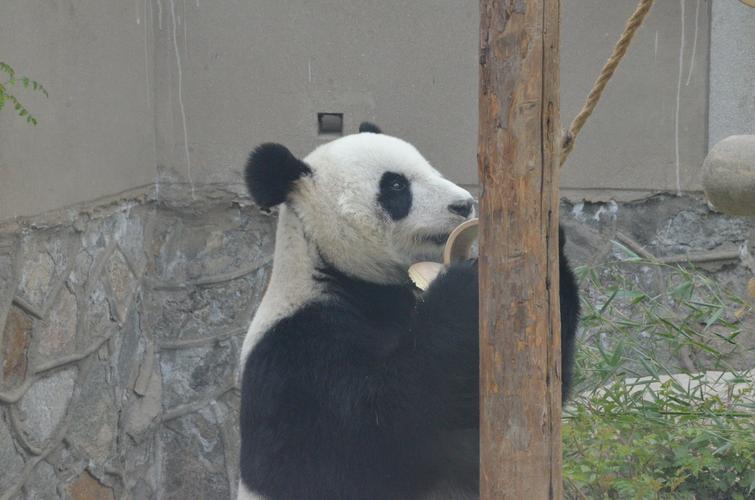 澳门开奖结果+开奖记录表生肖和野外大熊猫求偶被拍与野外大熊猫求偶被拍视频
